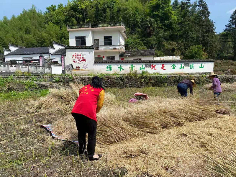 黟县西递镇：开展秸秆禁烧志愿者宣传活动