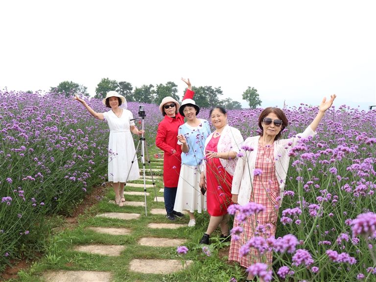 马鞭草花开引客来