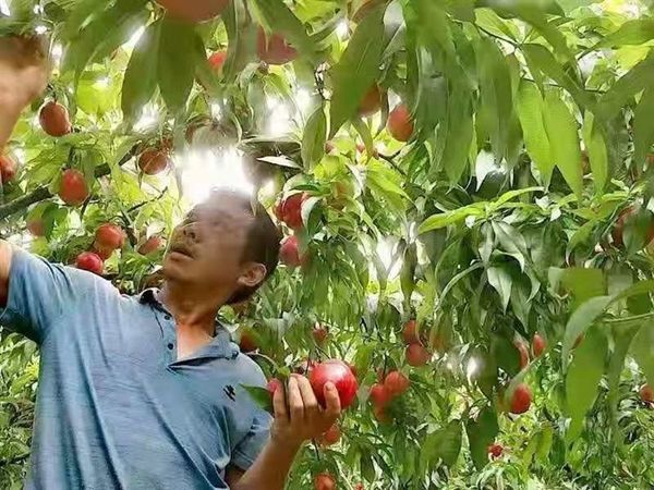 小桃树结出致富果