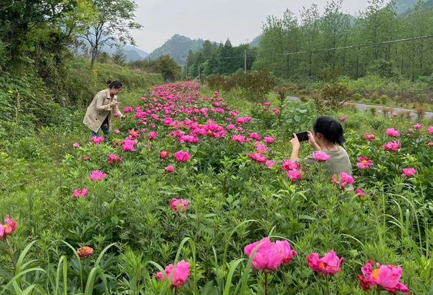 春色撩人 芍药竞相开放