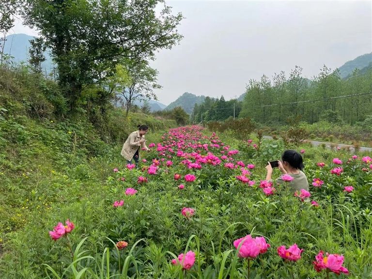 春色撩人 芍药竞相开放
