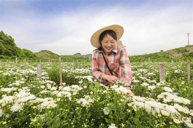 菊花飘香 采摘正忙
