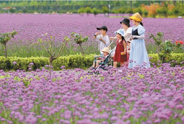 淮北：“紫色花海”迎客来