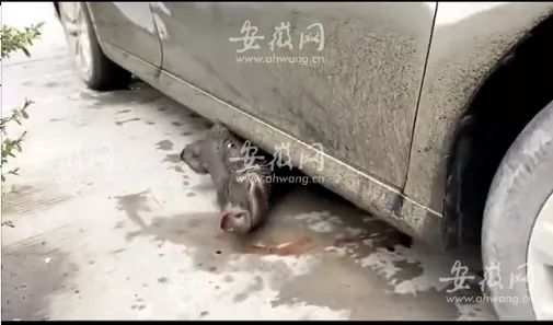 野猪与轿车碰撞，车损猪亡！事发祁门境内！