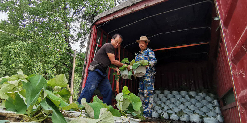 安徽休宁：“荷田+养鱼” 扮靓乡村又增收
