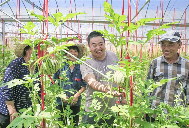 西瓜吊着长 收入翻倍涨