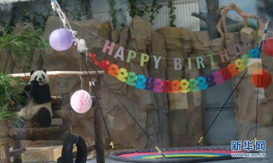 大熊猫“奇果”“园满”迎来5周岁生日会