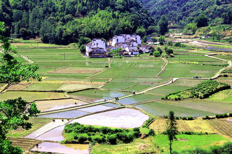 休宁板桥乡：呈村田间插秧忙 绘就田园好风光