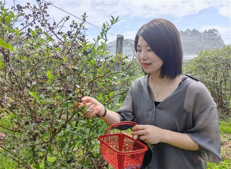 瓜果成熟季 丰收促增收