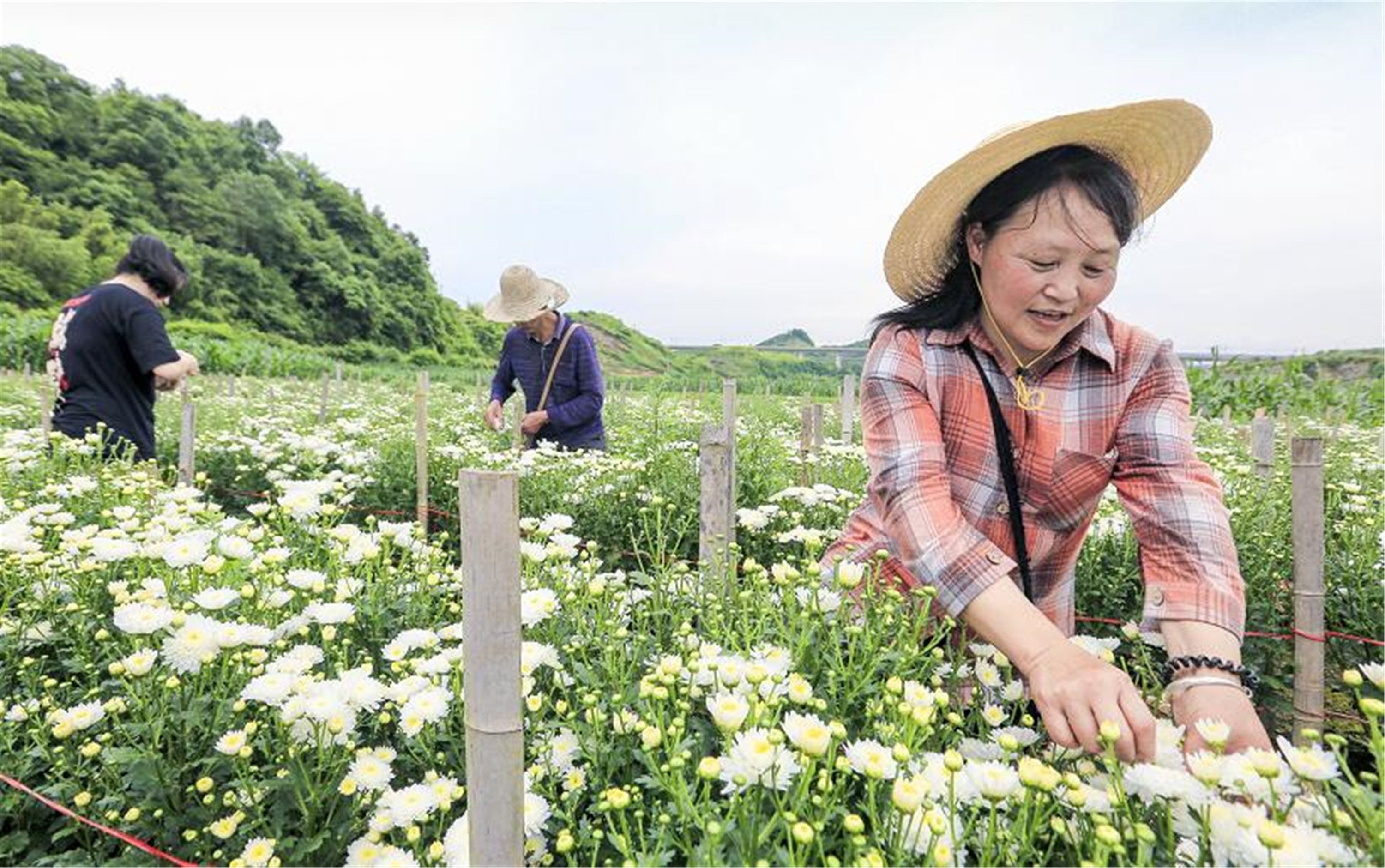 歙县：早菊花开五月香 花农田间赶花忙