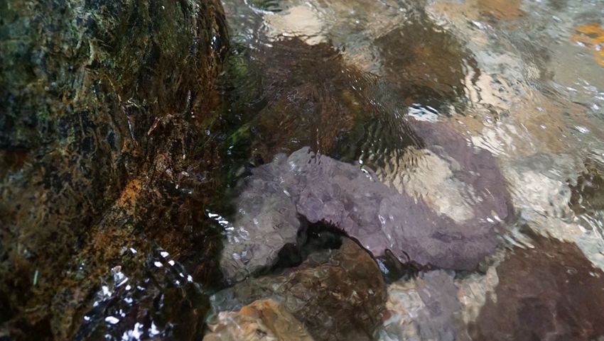 谭家桥镇：保护野生娃娃鱼