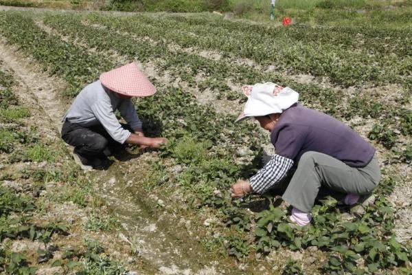 小小鱼腥草 致富“黄金草”