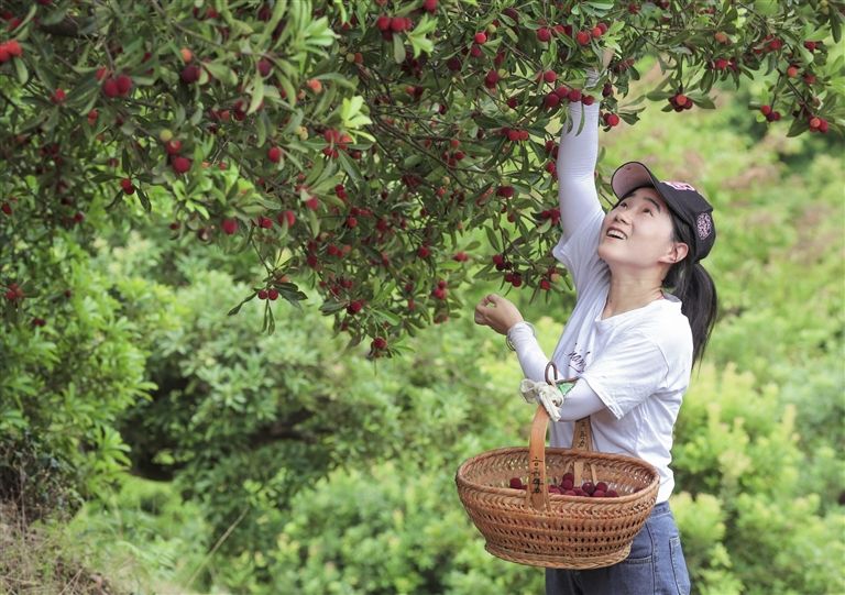 又见杨梅红