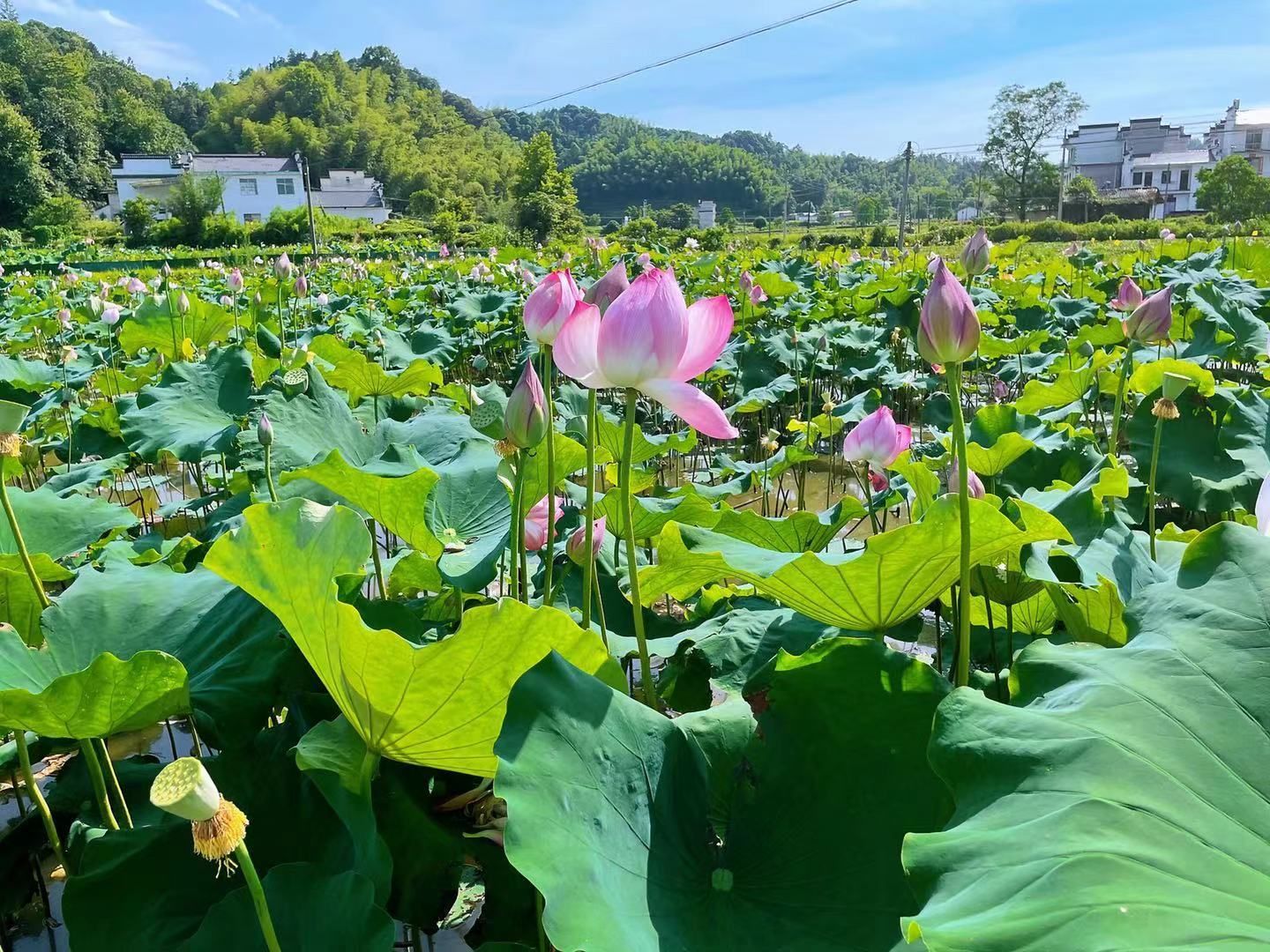 荷花开 美景如画醉游人
