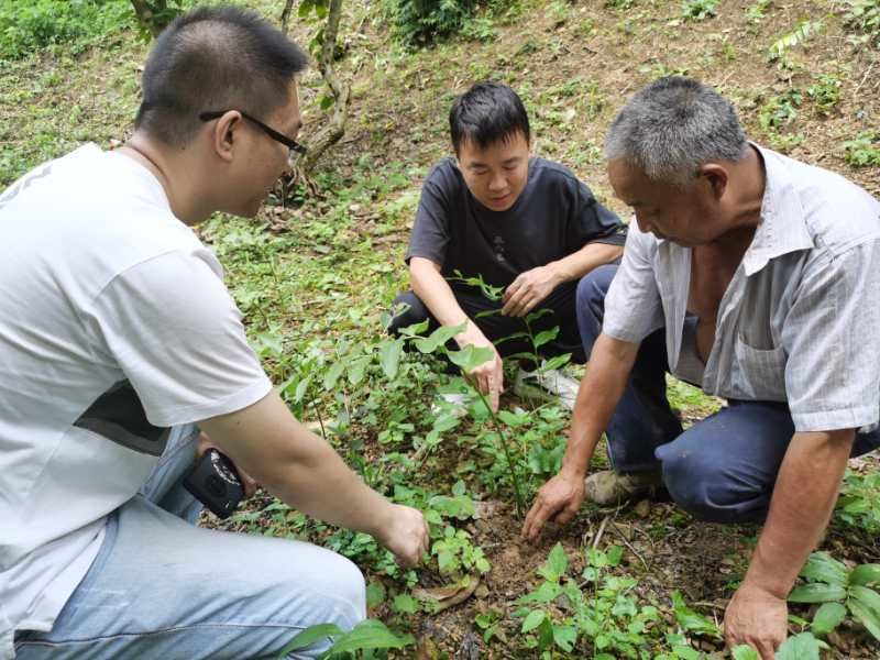 黟县美溪乡：探索林下经济 助推乡村振兴