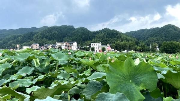 立体种养 让水田变增收致富“聚宝盆”