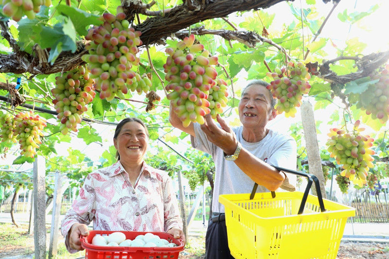 歙县：采葡萄捡鸭蛋 幸福脸像朵花