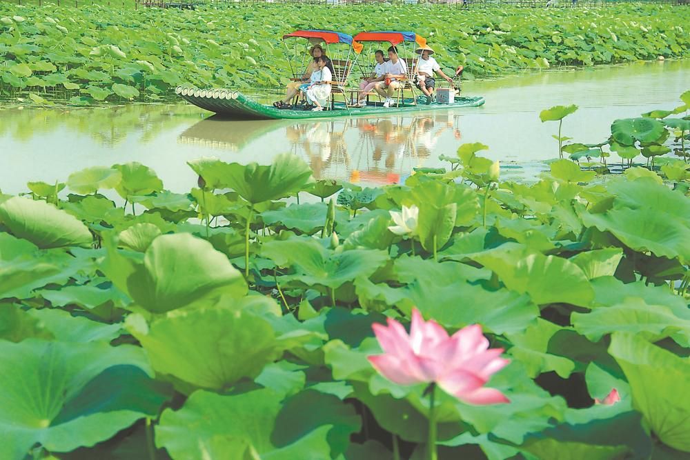 盛夏荷塘迎客来