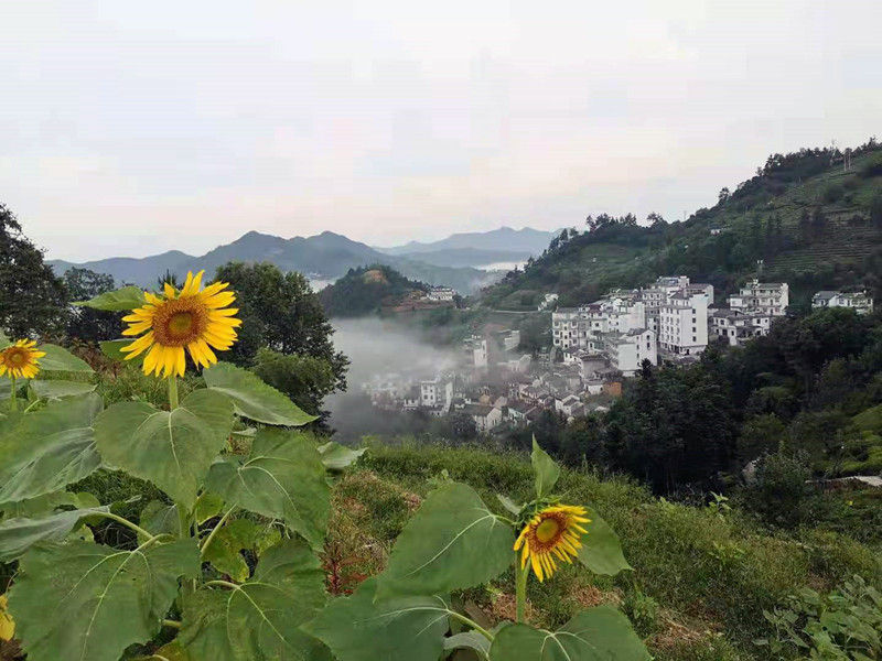 歙县石潭：向日葵漫山盛开 美丽乡村美如画