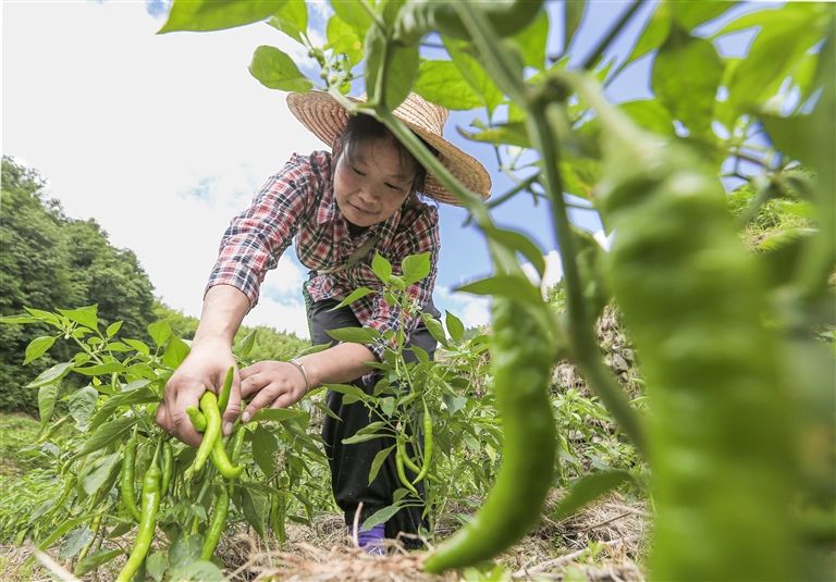 高山辣椒喜获丰收
