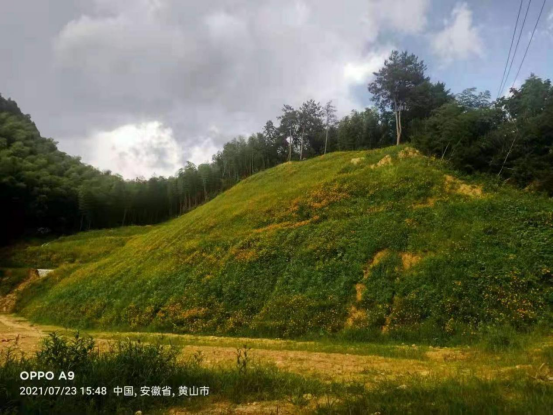 黄山区焦村镇：荒坡变花园 生态治理在行动
