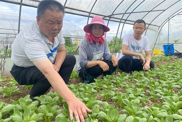 农技指导助增收