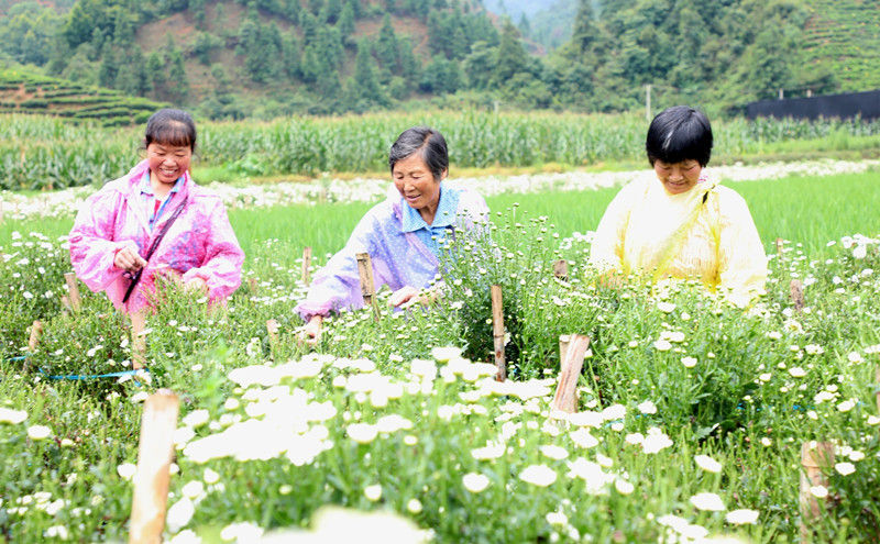 歙县绍濂乡：“村嫂”采菊挣万元