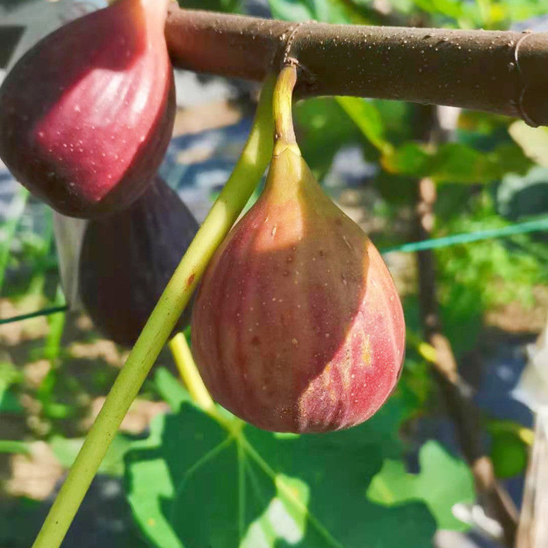 屯溪区屯光镇：无花果甜蜜上市 助农增收