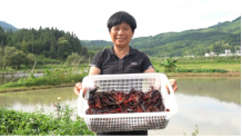黄山区焦村镇：稻虾养殖铺筑乡村振兴致富路