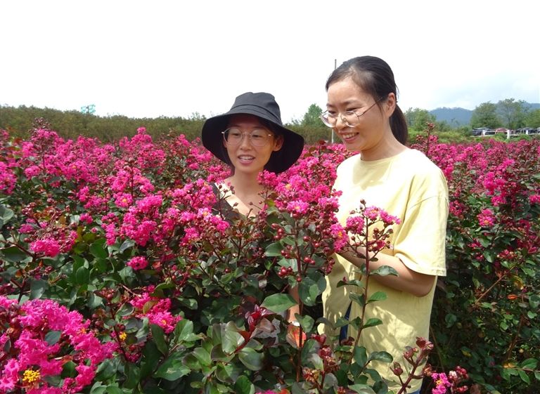 紫薇花开醉游人