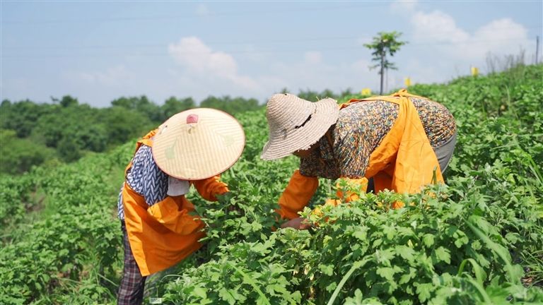 正是菊花养护时