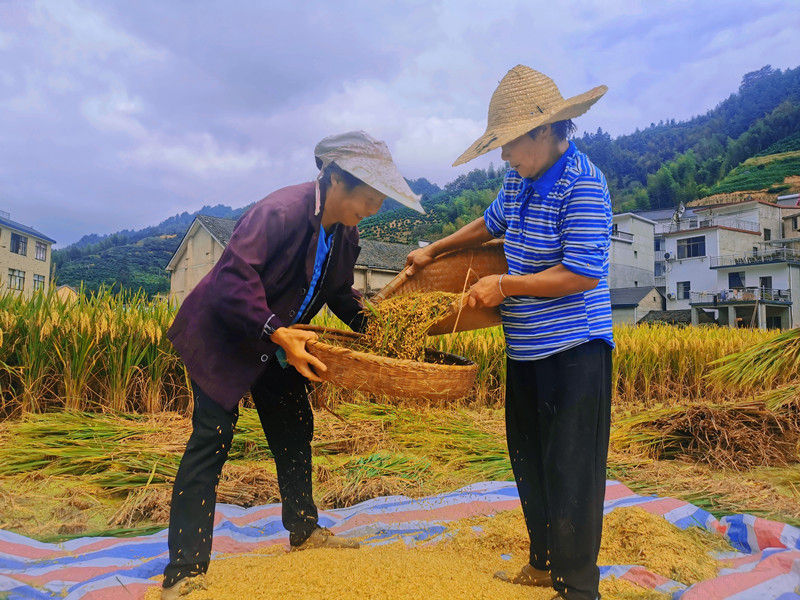 歙县森村乡：稻花香里说丰年