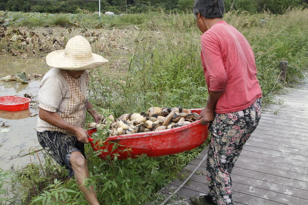 祁门芳村：金秋时节 “藕”遇丰收