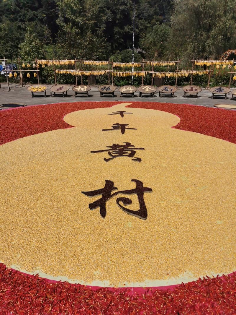 商山镇黄村：千年古村晒秋庆丰收