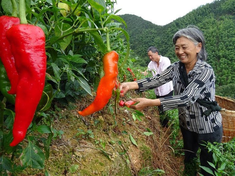 高山辣椒红似火