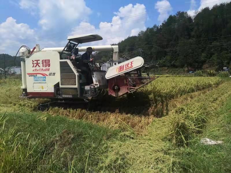 休宁县五城镇：水稻喜获丰收