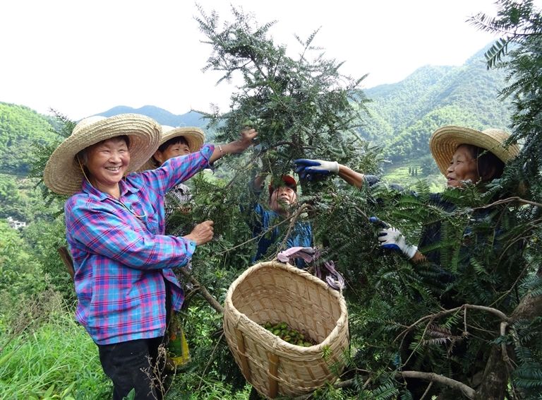 香榧飘香
