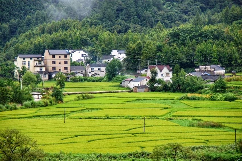 谭家桥镇：风吹绿海稻花香