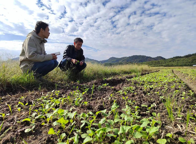 黄山区曹村村：秋种正当时 农技指导忙