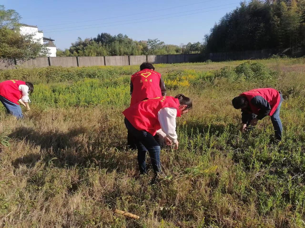 休宁：铲除“加拿大一枝黄花”我们在行动