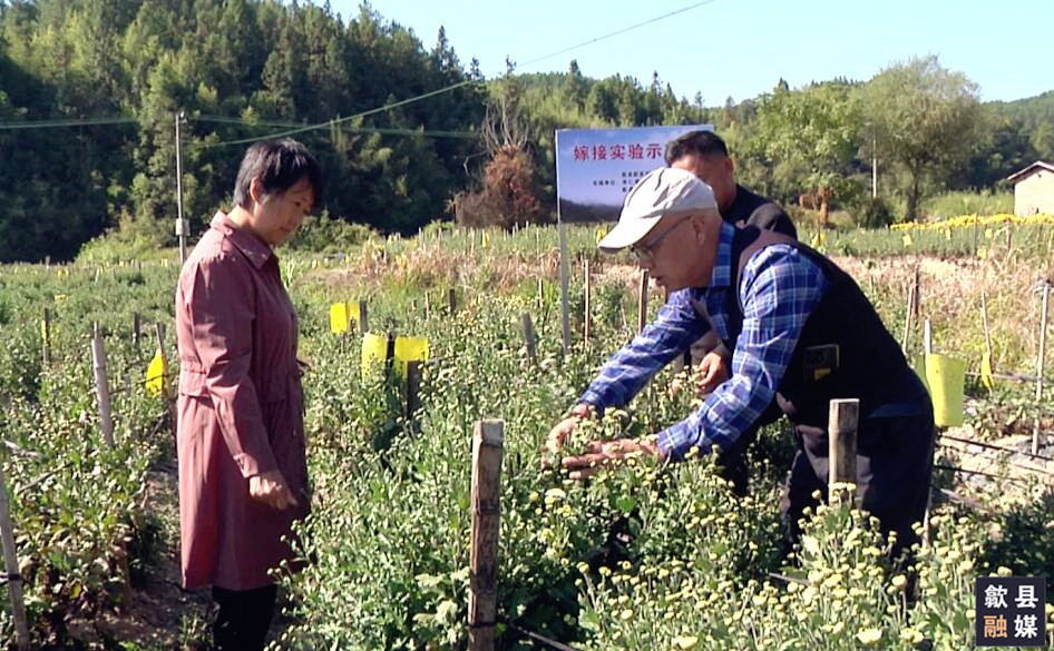 【三农报告】“两强一增”丨歙县黄山贡菊嫁接实验取得明显成效