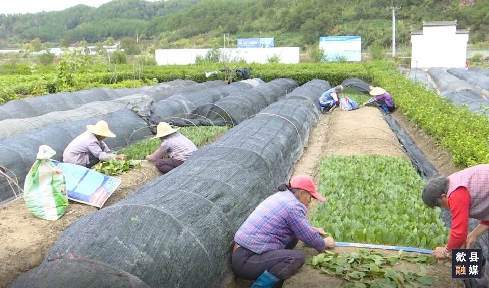黄山翠绿茶菊基地：优质茶苗繁殖忙