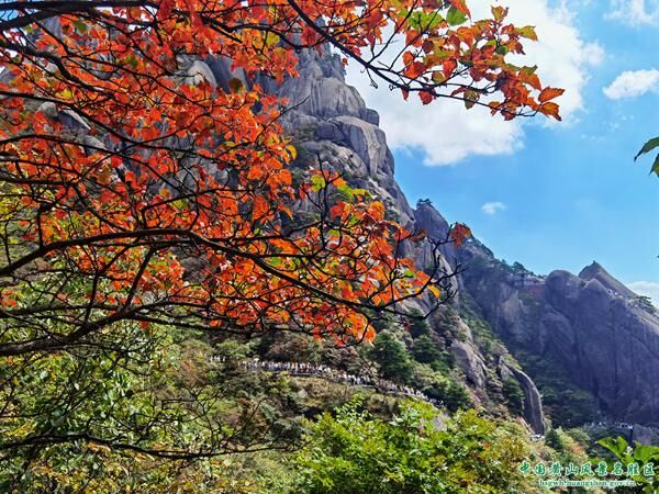 国庆假期第三天：黄山风景区客流高峰持续，旅游秩序井然