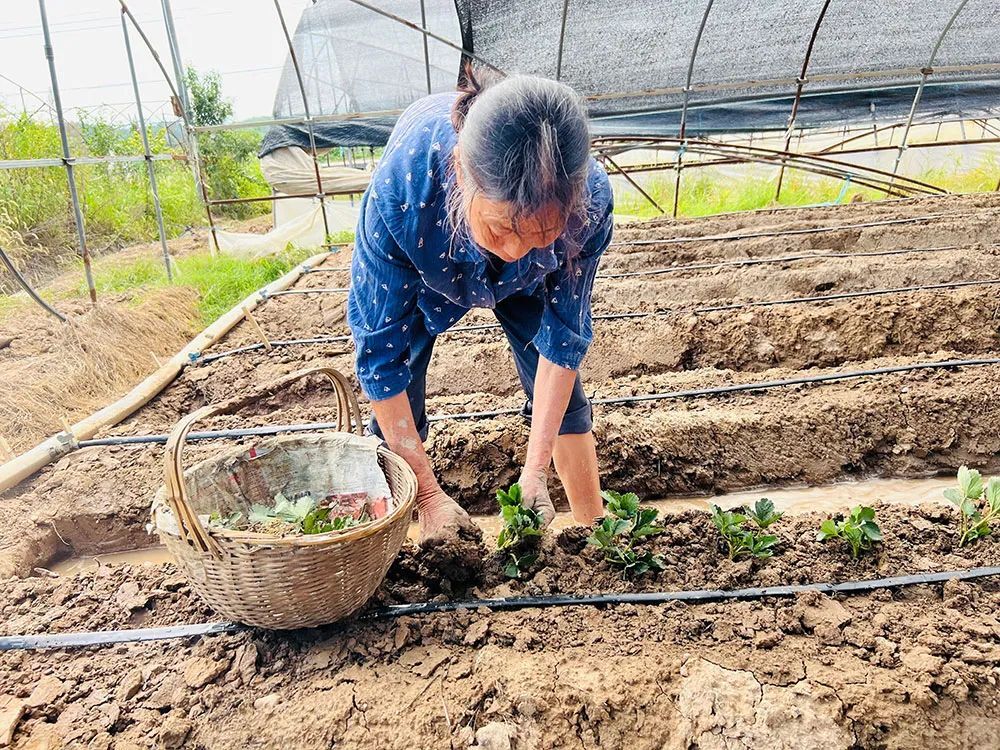 黎阳镇新江村：草莓种植正当时 产业振兴富农民