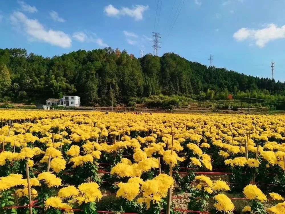 屯溪区：“金丝皇菊”铺就乡村振兴金色致富路