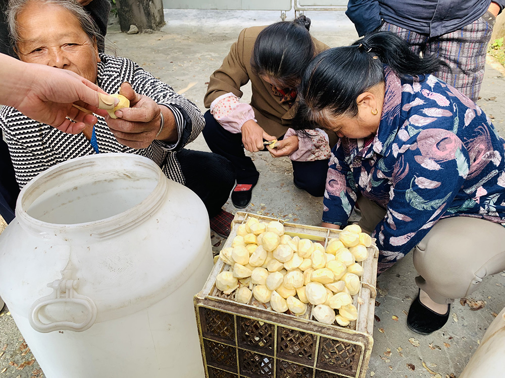 黟县洪星乡：小板栗宽企业心喜群众颜