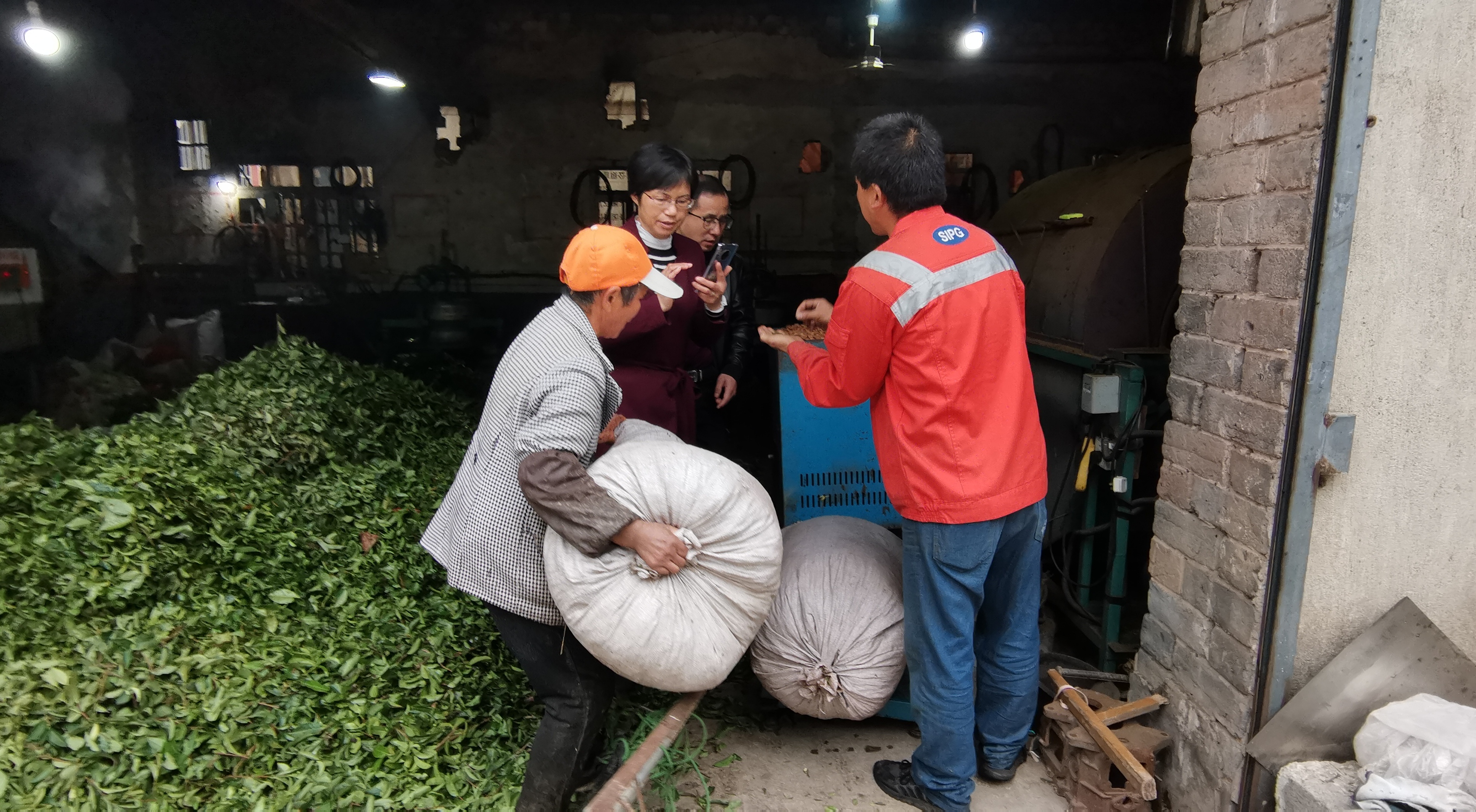 歙县：茶树修剪枝变废为宝促增收