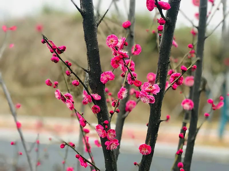 梅花先趁小寒开 俏丽身影迎新年