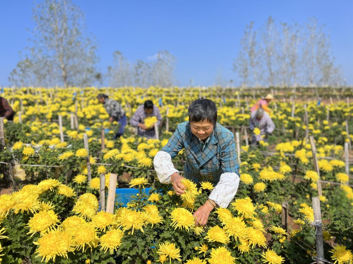 徽州区：金丝皇菊醉深秋 新花上市受青睐