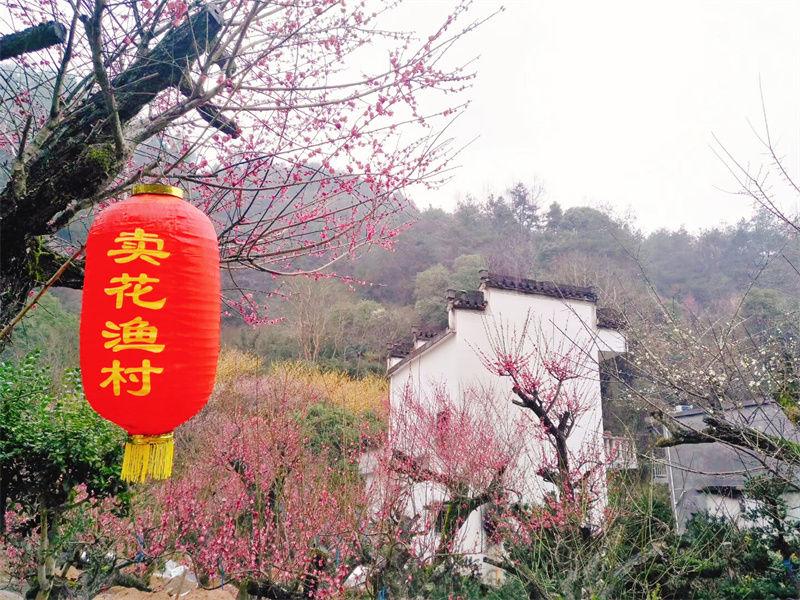 歙县：满院花香传千年 振兴之花香溢远